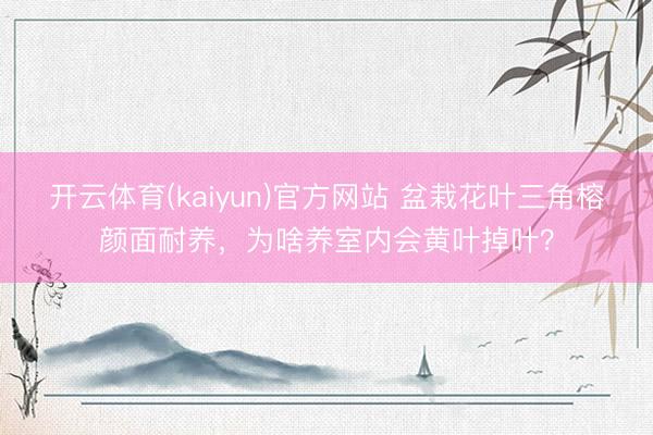 开云体育(kaiyun)官方网站 盆栽花叶三角榕颜面耐养，为啥养室内会黄叶掉叶？