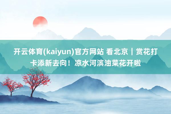 开云体育(kaiyun)官方网站 看北京｜赏花打卡添新去向！凉水河滨油菜花开啦